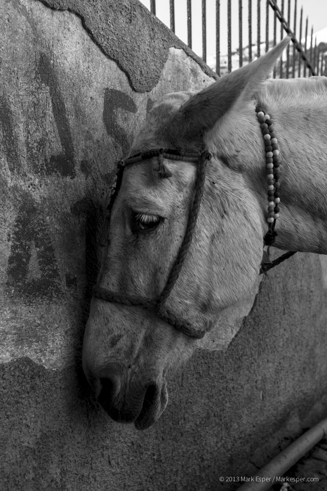 Photos of A Donkey's Life - MARK ESPER. PHOTOGRAPHER